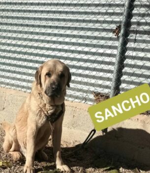 SANCHO