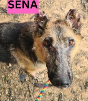 SENA