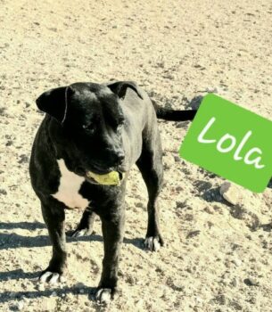 LOLA
