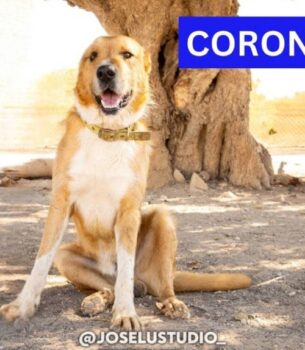 CORONEL