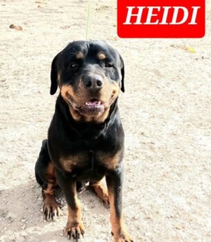 HEIDI