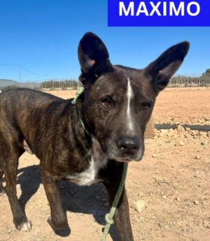 MAXIMO