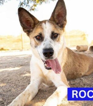 ROCKO